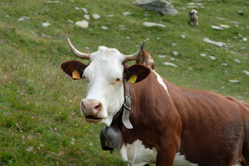 Naklejka na ściany i meble a white-brown-pecked cow with natural horns stands on a mountain meadow in the Italian Alps