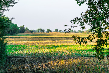 breathtaking view of nature looks so fresh and lots of greenery 