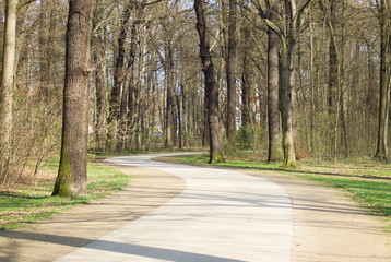 road in forest