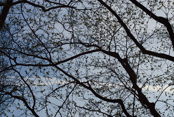 branches of tree