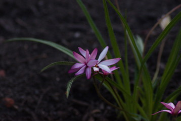 flower in garden