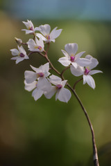 flowers on a white background