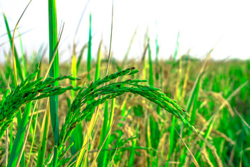 ready rice in the fields 