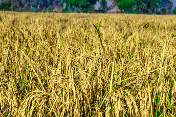 fresh and healthy growing rice seeds ripped in on the branches in fields and ready for harvest  