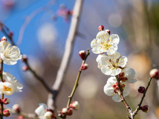 Japanese plum blossoms are fully bloomed.