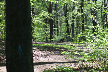 path in the forest