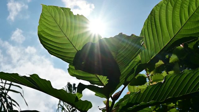 Kratom (Mitragyna speciosa) green Is a type of drug VDO 4K