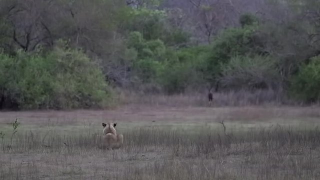 SLOW MOTION of female lioness hunting and stalking her prey a kudu, shift of focus depth of field