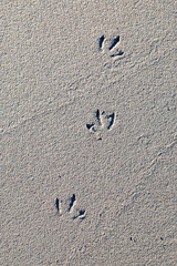 Bird Prints in the Sand