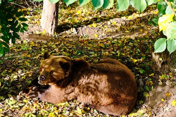 A lazy bear laying on the ground under tree shade starring at camera.