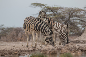 Fototapeta na wymiar Burchells Zebras at the waterhole, Etosha national park, Namibia, Africa