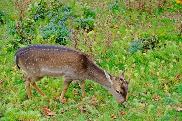 A Star deer enjoys eating on green field.