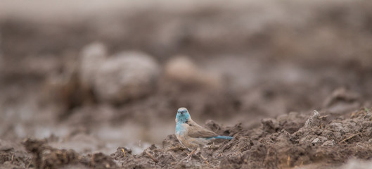 Blue waxbill on the ground, Etosha national park, Namibia, Africa