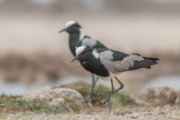 Blacksmith lapwing at the waterhole, Etosha national park, Namibia, Africa