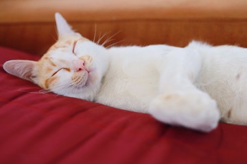 Fototapeta na wymiar cat sleeping on pillow