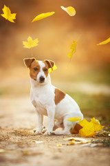 Jack russel terrier in falling leaves