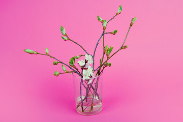Twigs of trees with small leaves in a vase. A branch of blooming cherry in a vase. Buds on the branches of trees. Spring flowers in a transparent vase on a pink background.