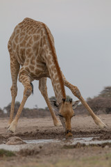 Giraffe at the waterhole, Etosha national park, Namibia, Africa