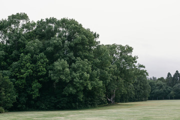 tree in the field