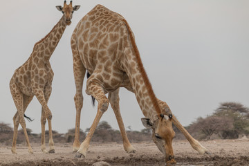 Giraffe at the waterhole, Etosha national park, Namibia, Africa © Tim on Tour
