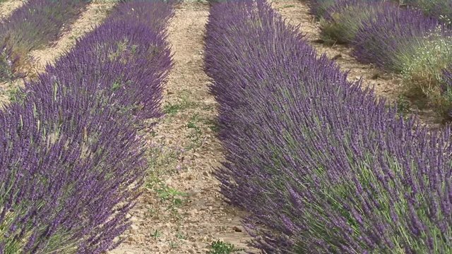provence france lavender fields