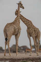 Obraz premium Giraffe at the waterhole, Etosha national park, Namibia, Africa