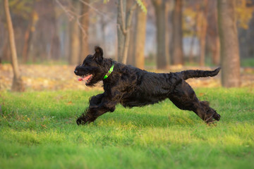 Giant schnauzer Run and play fun in autumn park