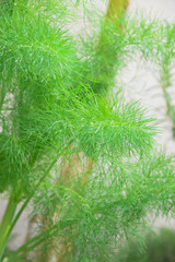 green  dill leaves plant background