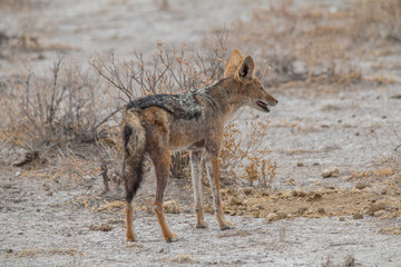 Black backed Jackal in the savanna, Etosha national park, Namibia, Africa