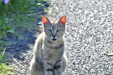 Obraz premium 正面を向いて視線を合わせる猫を撮影した写真