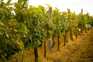 Nature background with vineyard in autumn harvest, ripe grapes in autumn. Beautiful landscape of vineyards in Tuscany. Chianti region in the summer season. Italy.