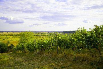 Fototapeta na wymiar Nature, background,with Vineyard in autumn harvest. Ripe grapes in fall.