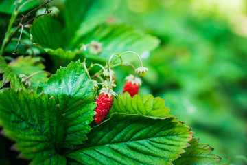 Red ripe wild strawberry on plant in the forest. Selective focus. Shallow depth of field.