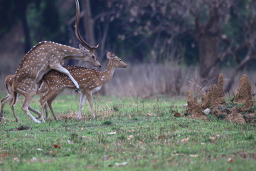 Mating in wild
