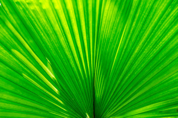 Fern Leaf Ornamental Plant Background