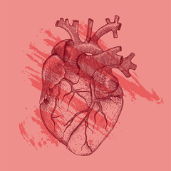 Vector realistic heart with red brush strokes . Anatomy human organ image for black and white hipster t-shirt print