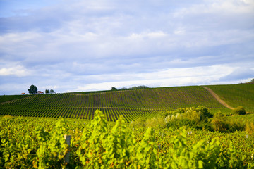 Nature background with vineyard in autumn harvest, ripe grapes in autumn. Beautiful landscape of vineyards in Tuscany. Chianti region in the summer season. Italy.