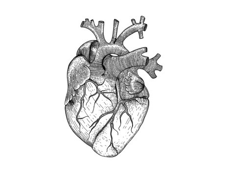 Vector realistic heart . Anatomy human organ image for black and white hipster t-shirt print