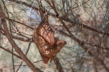 Peters epauletted fruit bat hanging in a tree, Caprivi Strip, Namibia, Africa