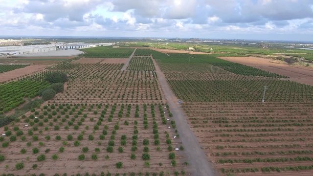 CAMPO DE NARANJOS CON FABRICAS DE FONFO