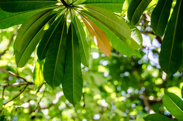 Under the shade of trees in the garden