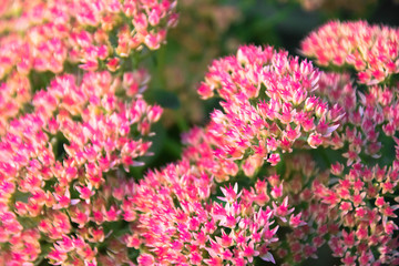 Pink flower - Joy  Sedum succulent flowers plant