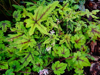 Geichera with bright green leaves