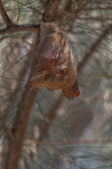 Peters epauletted fruit bat hanging in a tree, Caprivi Strip, Namibia, Africa