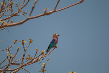 Lilac breasted roller on a branch, Okavango river, Namibia