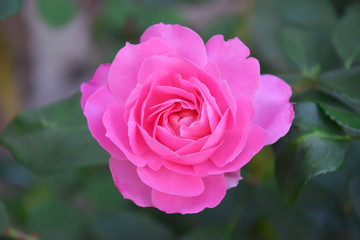 pink rose in the garden