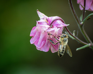 6 Flower. Color toned image. Focus
