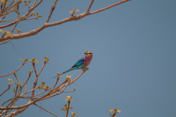 Lilac breasted roller on a branch, Okavango river, Namibia