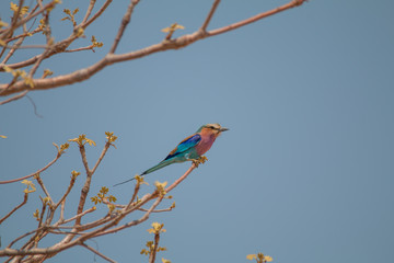 Lilac breasted roller on a branch, Okavango river, Namibia