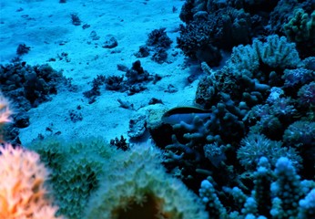 koral morze czerwone blu nurkowanie podwodne 